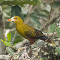 Green Oropendola